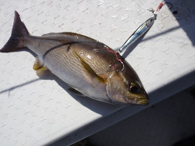 根魚活性高し/イサキもまずまず 根魚活性高し/イサキもまずまず