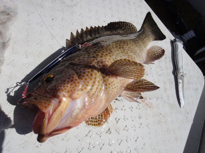 根魚活性高し/イサキもまずまず 根魚活性高し/イサキもまずまず