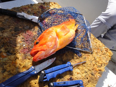 根魚活性高し/イサキもまずまず 根魚活性高し/イサキもまずまず