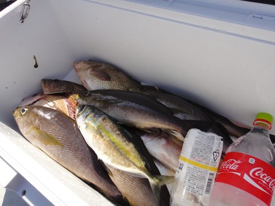 根魚活性高し/イサキもまずまず 根魚活性高し/イサキもまずまず