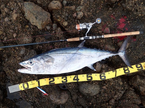 久々の釣りで、イソンボ獲ったど~!! 久々の釣りで、イソンボ獲ったど~!!