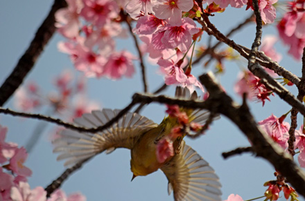 緋桜の中を飛ぶメジロ