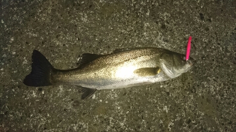 やっぱりバチ抜けって やっぱりバチ抜けって