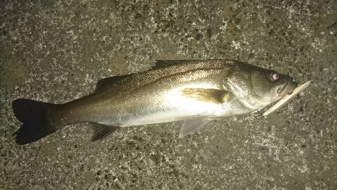 やっぱりバチ抜けって やっぱりバチ抜けって
