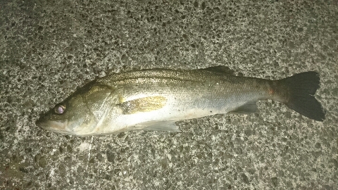 やっぱりバチ抜けって やっぱりバチ抜けって