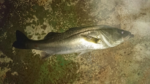 やっぱりバチ抜けって やっぱりバチ抜けって
