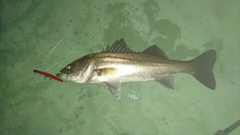 やっぱりバチ抜けって やっぱりバチ抜けって