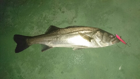 やっぱりバチ抜けって やっぱりバチ抜けって