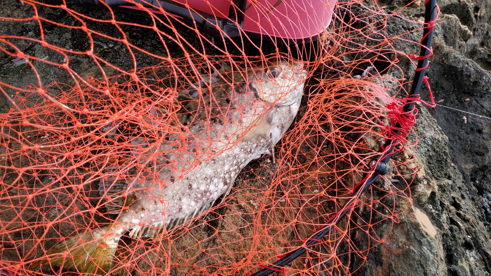 初釣りは伊豆 1/11 初釣りは伊豆 1/11