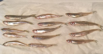 A先生の呪い A先生の呪い