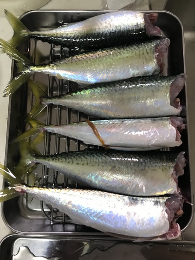 2019年 学部長の釣り始め 2019年 学部長の釣り始め