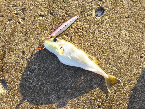 九州の思い出 フェリーで離島ショアジギ 九州の思い出 フェリーで離島ショアジギ