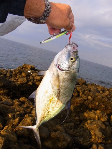 久々に釣れたのだ・・・涙。