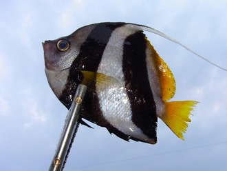2011 ・ 恐怖のトンバラ釣行。