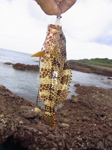 釣れないのさ。