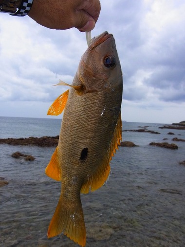 釣れないのさ。