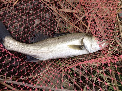 旧江戸川一投目55cm