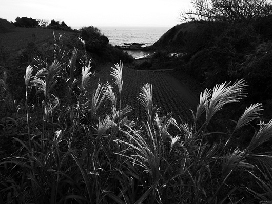 The camping at the beach of the cape