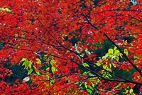 道志 秋雨のキャンプ