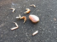 バラバラ殺蟹事件。