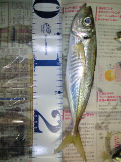 26cm