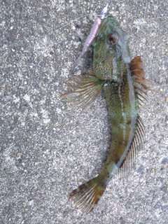 アナハゼ