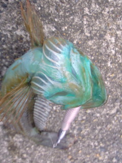 アナハゼ2