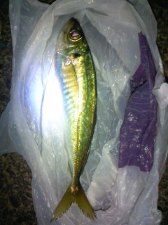 アジ20cm