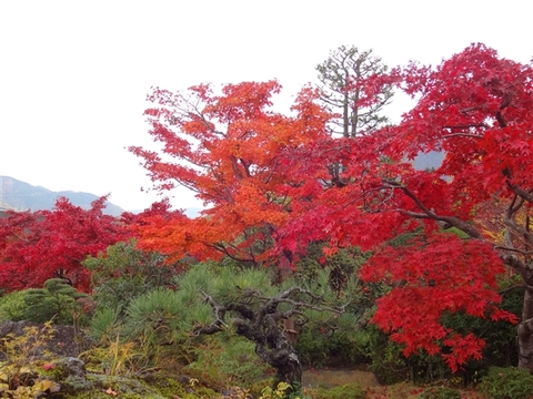 紅葉を探して