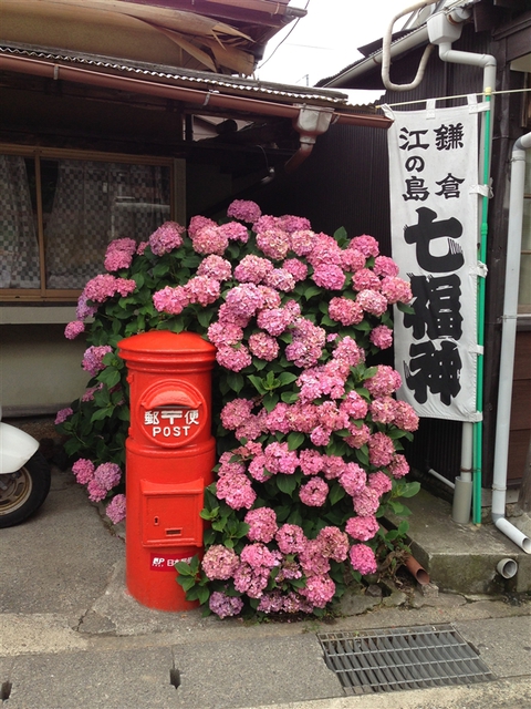 紫陽花が見ごろ
