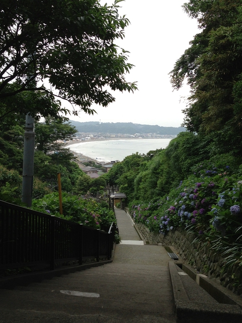 紫陽花が見ごろ