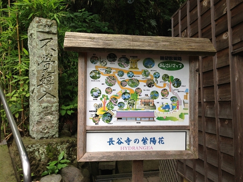 紫陽花が見ごろ