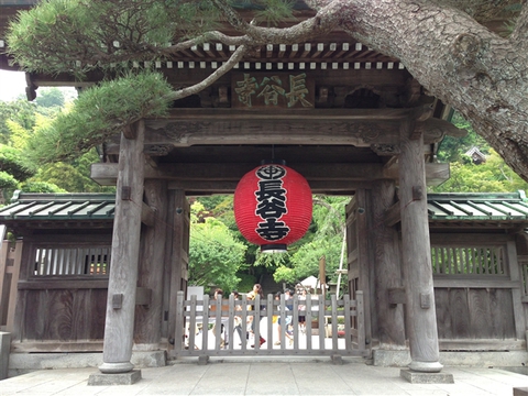紫陽花が見ごろ