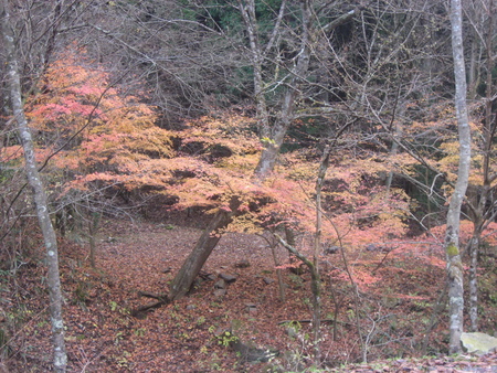 ~道志の森でまったり~