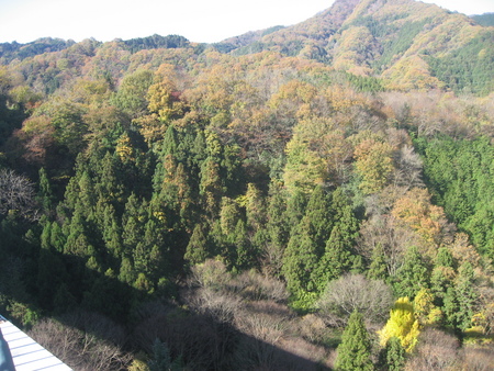 ~道志の森でまったり~