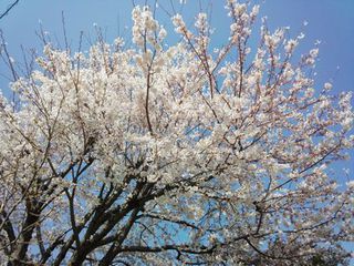 ご近所の満開の桜