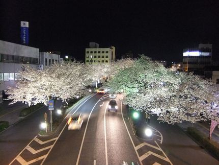 2014 年　日立平和通り　夜桜