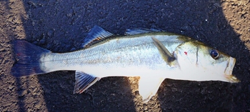 久しぶりの釣行~
