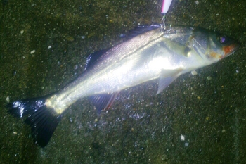 旧江戸、まずまずの釣果(^o^)v