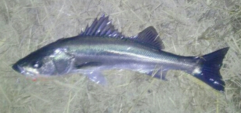 旧江戸、まずまずの釣果(^o^)v