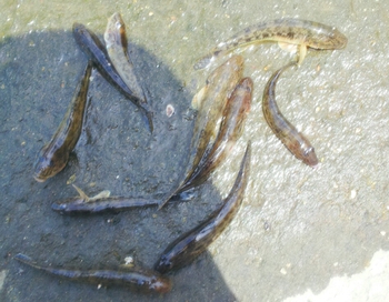 ハゼは好調!気持ちは複雑・・・?