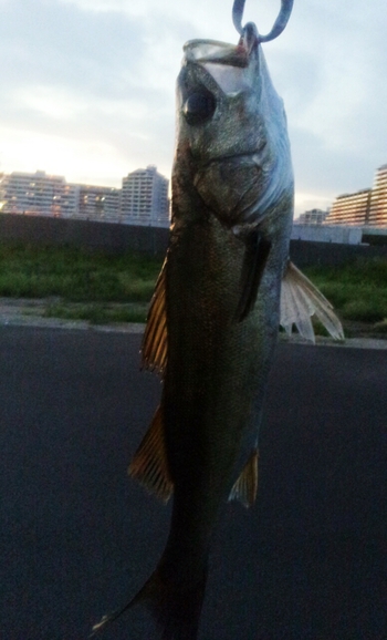 浦安は今日も好釣♪
