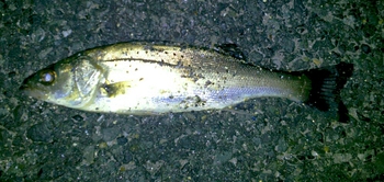 旧江戸、まずまずの釣果(^o^)v