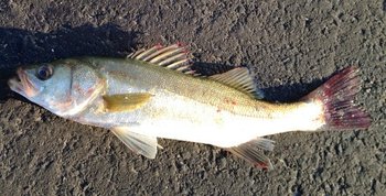 久しぶりの釣行~
