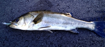 久しぶりの釣行~