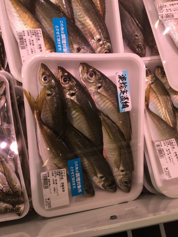 泉南釣行結果 泉南釣行結果