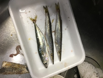 泉南釣行結果 泉南釣行結果