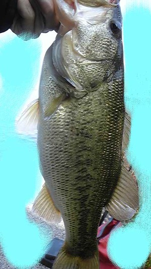 釣果+劇場化発表