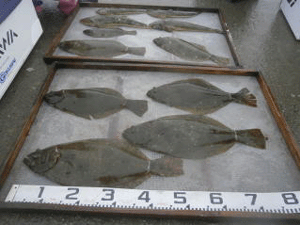 伊良湖沖の肉厚ヒラメの数釣り~ヒラメ釣り＠大進丸