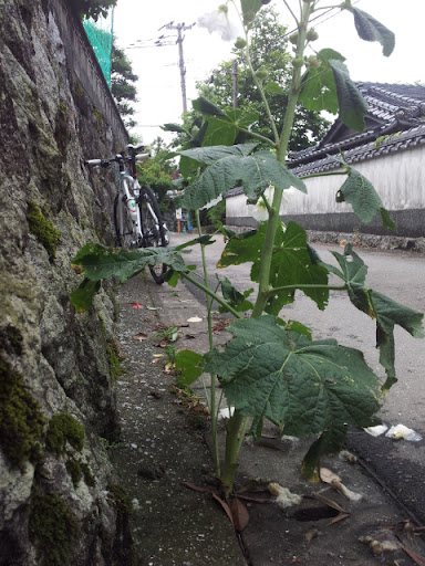 梅雨の晴れ間に